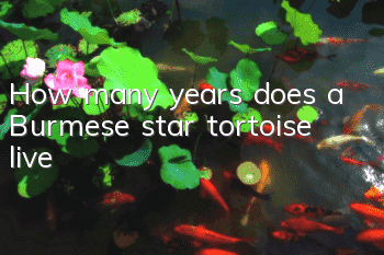 How many years does a Burmese star tortoise live?