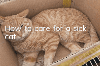 How to care for a sick cat?