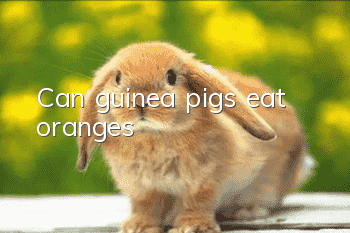 Can guinea pigs eat oranges?