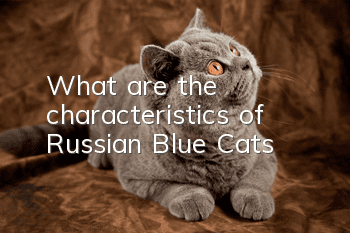 What are the characteristics of Russian Blue Cats?