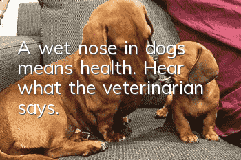 A wet nose in dogs means health. Hear what the veterinarian says.