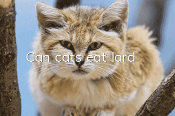 Can cats eat lard?