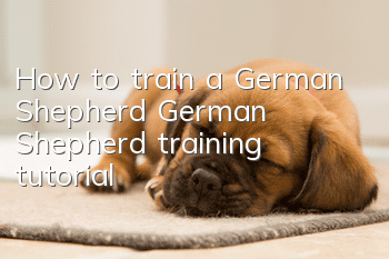 How to train a German Shepherd? German Shepherd training tutorial!