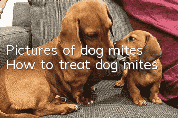 Pictures of dog mites How to treat dog mites