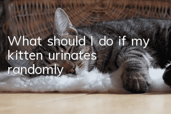 What should I do if my kitten urinates randomly?