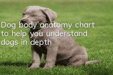 Dog body anatomy chart to help you understand dogs in depth