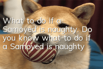 What to do if a Samoyed is naughty. Do you know what to do if a Samoyed is naughty?