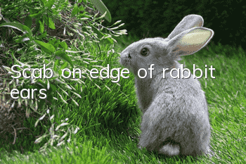 Scab on edge of rabbit ears