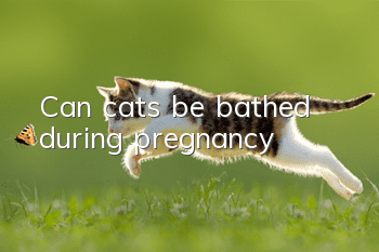 Can cats be bathed during pregnancy?