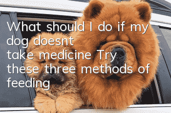 What should I do if my dog ​​doesn’t take medicine? Try these three methods of feeding medicine.