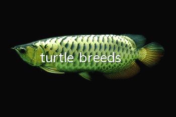 turtle breeds