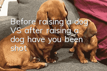 Before raising a dog VS after raising a dog, have you been shot?