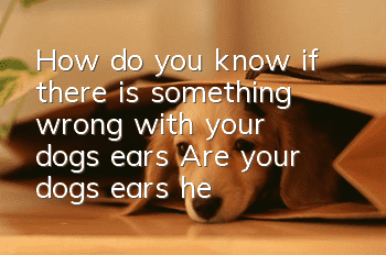 How do you know if there is something wrong with your dog’s ears? Are your dog’s ears healthy?