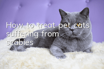 How to treat pet cats suffering from scabies?