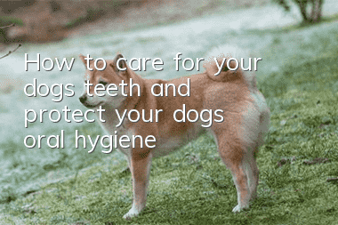 How to care for your dog’s teeth and protect your dog’s oral hygiene