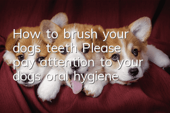 How to brush your dog’s teeth? Please pay attention to your dog’s oral hygiene