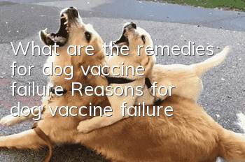 What are the remedies for dog vaccine failure? Reasons for dog vaccine failure