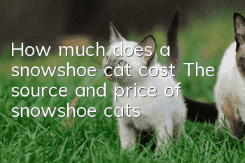 How much does a snowshoe cat cost? The source and price of snowshoe cats!