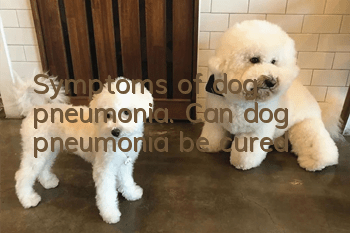 Symptoms of dog pneumonia. Can dog pneumonia be cured?