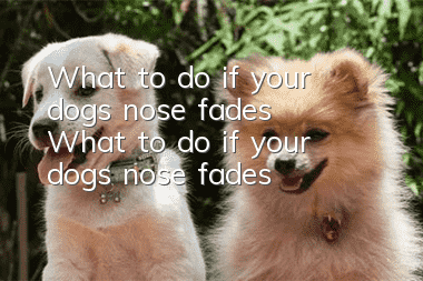 What to do if your dog’s nose fades What to do if your dog’s nose fades