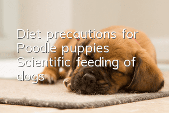 Diet precautions for Poodle puppies Scientific feeding of dogs