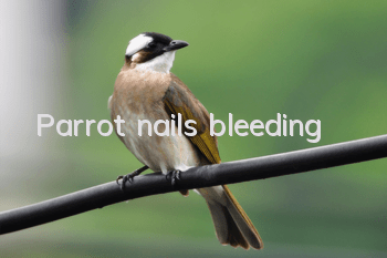 Parrot nails bleeding