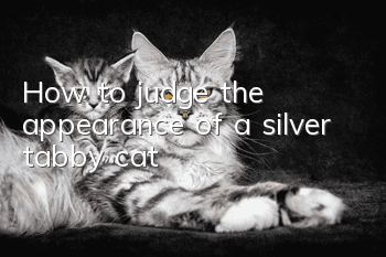 How to judge the appearance of a silver tabby cat?