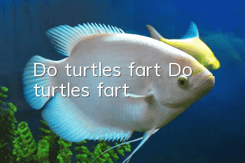 Do turtles fart? Do turtles fart?