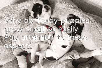 Why do Teddy puppies grow small so easily? Pay attention to these aspects