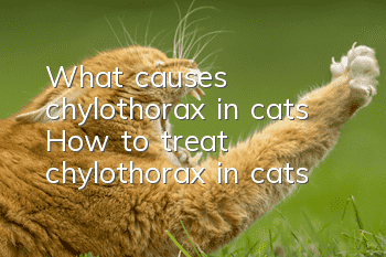 What causes chylothorax in cats? How to treat chylothorax in cats!