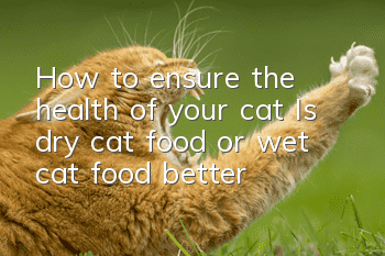 How to ensure the health of your cat? Is dry cat food or wet cat food better?