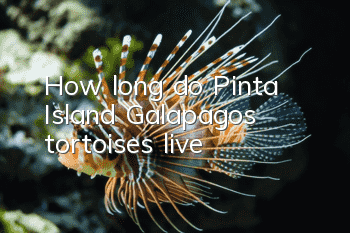 How long do Pinta Island Galapagos tortoises live?