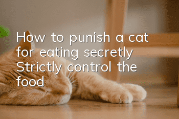 How to punish a cat for eating secretly? Strictly control the food