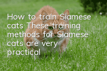 How to train Siamese cats? These training methods for Siamese cats are very practical!