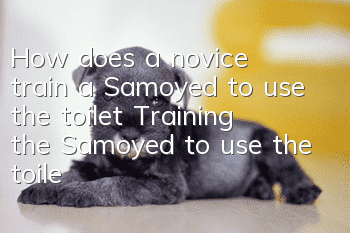 How does a novice train a Samoyed to use the toilet? Training the Samoyed to use the toilet!