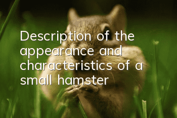 Description of the appearance and characteristics of a small hamster