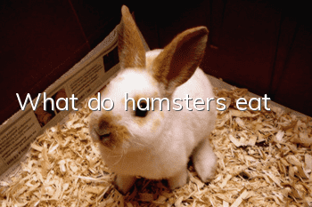 What do hamsters eat?