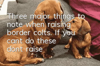 Three major things to note when raising border colts. If you can’t do these, don’t raise them.