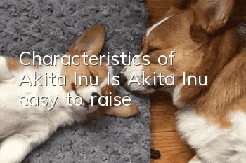 Characteristics of Akita Inu Is Akita Inu easy to raise?