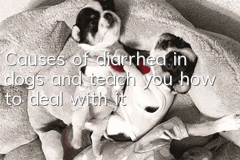 Causes of diarrhea in dogs and teach you how to deal with it