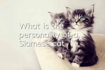 What is the personality of a Siamese cat?