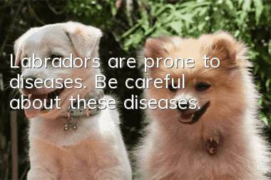 Labradors are prone to diseases. Be careful about these diseases.