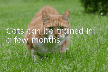 Cats can be trained in a few months