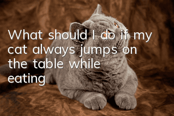 What should I do if my cat always jumps on the table while eating?