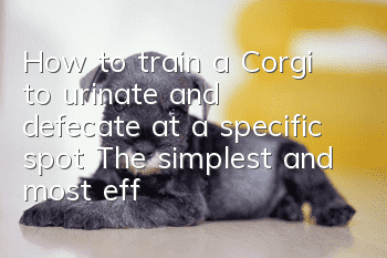 How to train a Corgi to urinate and defecate at a specific spot? The simplest and most effective training method