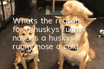 What’s the reason for a husky’s runny nose? Is a husky’s runny nose a cold?