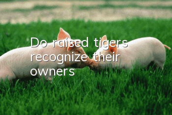 Do raised tigers recognize their owners?