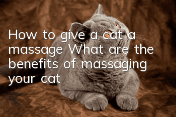 How to give a cat a massage? What are the benefits of massaging your cat?