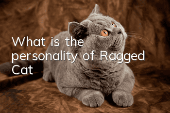 What is the personality of Ragged Cat?