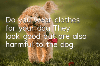 Do you wear clothes for your dog? They look good but are also harmful to the dog.